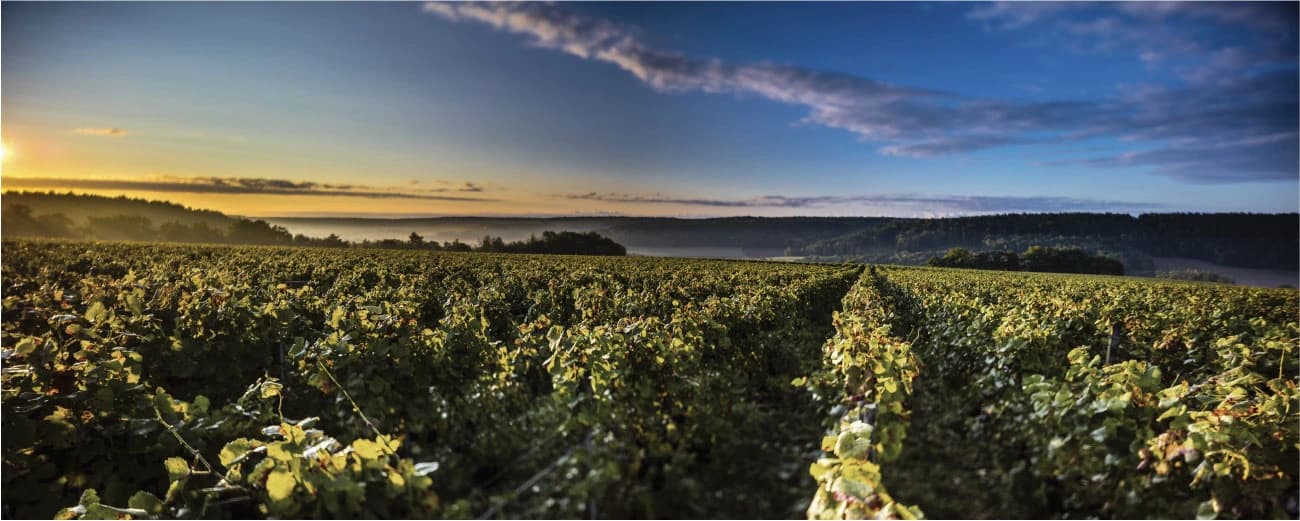 Champagne Vouette et Sorbée
