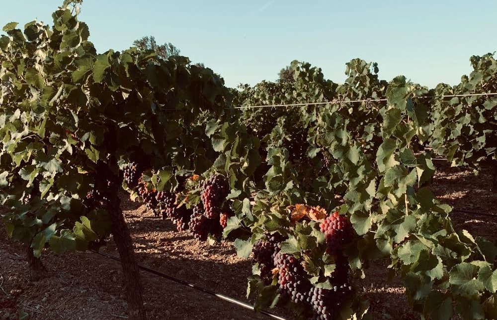 Domaine de Castelnau
