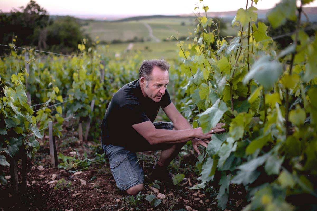 Domaine Les Vignes du Maynes