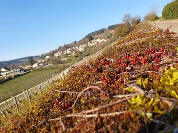 Domaine Rollin Père & Fils