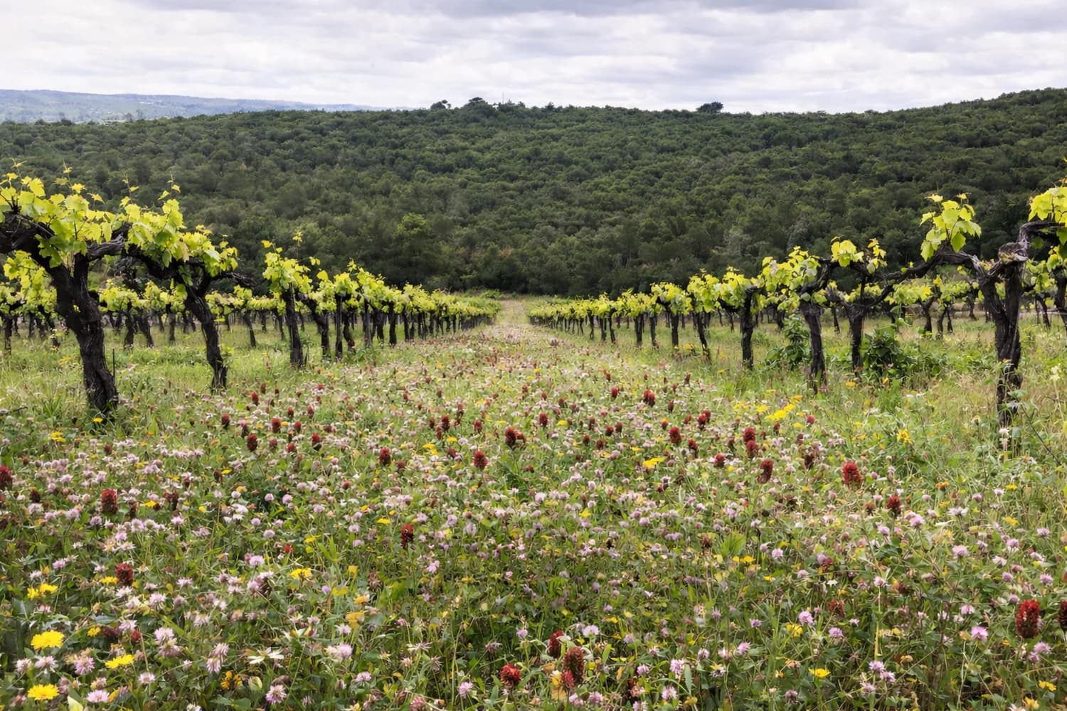 Domaine La Bosque