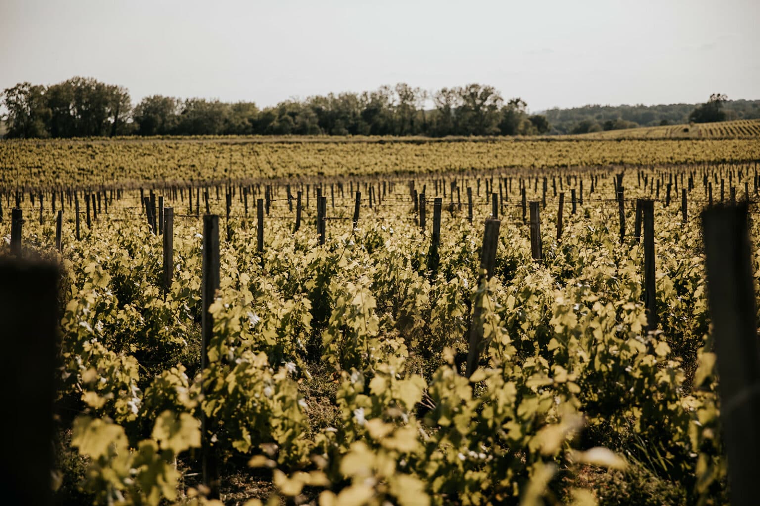 Château La Grande Clotte