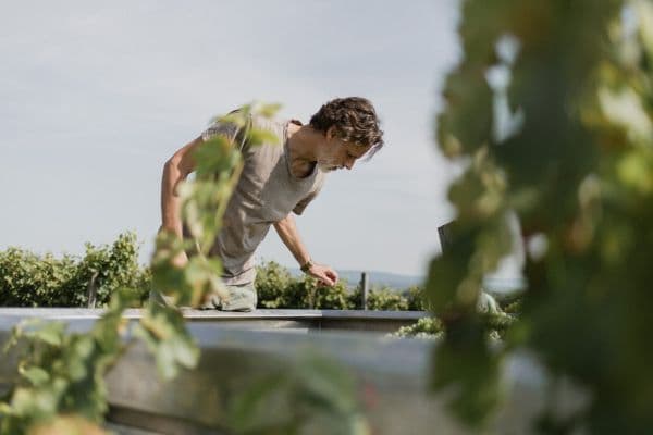 Domaine Robert Gilvesy