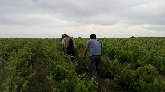 Domaine Eric Sage